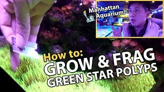 CARPETING Green Star Polyps GROWTH TIPS Manhattan Aquarium [upl. by Maggio]