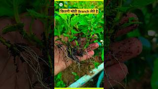 How to grow guldaudi from cutting  selection stem  plantinfo [upl. by Jeromy792]