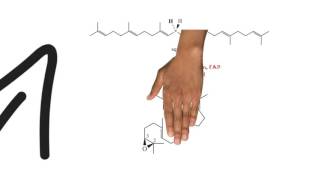 Classification of Terpenoids Triterpenes [upl. by Aneis979]