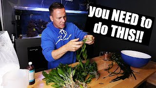 HOW TO Make aquarium plants safe for your fish tank [upl. by Schell117]