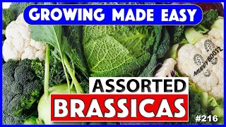 🌻216 🌻 Brassicas from Seed 🌻 Growing Made Easy 🌻 A Step by Step Guide [upl. by Gebelein]