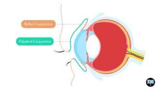 Eye Anatomy Chapter 2  The Conjunctiva 1 [upl. by Elleira]