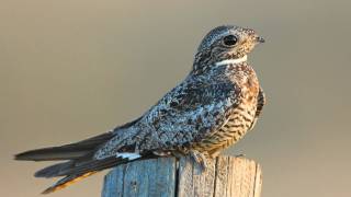 Voices Common Nighthawk [upl. by Shara]