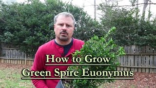 How to grow Green Spire Euonymus Upright Narrow Evergreen Shrub [upl. by Neltiak]