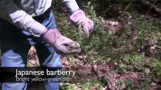 How to identify Japanese barberry Berberis thunbergii [upl. by Ahnavas]