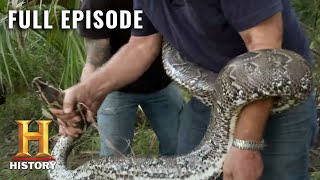 Catching Monster Snakes in Florida  Swamp People Serpent Invasion S1 E2  Full Ep  History [upl. by Nasia649]