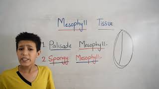 Mesophyll Tissue [upl. by Mehcanem]