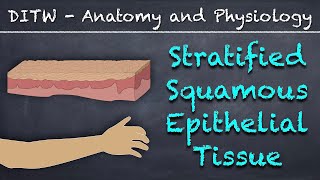 DITW  Stratified Squamous Epithelial Tissue [upl. by Aynam]