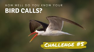 How well do you know your bird calls  Challenge no5 [upl. by Burchett]