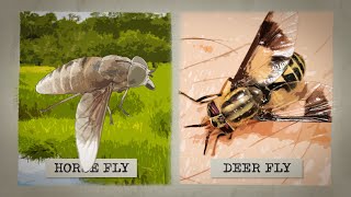 The Biting Truth about Horse Flies [upl. by Suiravat922]