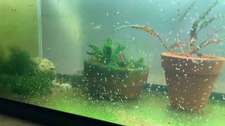 Daphnia Culturing Snails or no snails [upl. by Nidnarb]