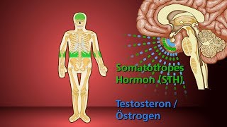 Knochenwachstum  Schulfilm Biologie [upl. by Aryas922]