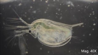 Daphnia magna under the Microscope [upl. by Yaniv]