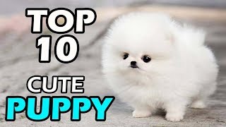 TOP 10 CUTE PUPPY BREEDS [upl. by Nero]