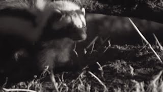 Skunk vs Snake  BBC Earth [upl. by Eadahs790]