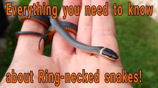 Everything you need to know about Ringnecked snakes Diadophis punctuatus [upl. by Arayt]