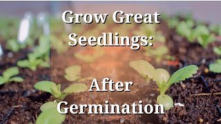 Grow Great Seedlings After Germination [upl. by Ekez]