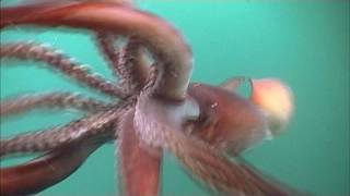 The Fierce Humboldt Squid  KQED QUEST [upl. by Elohcan838]