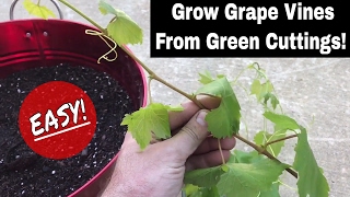 How To Regrow Grape Vines From Fresh Cuttings [upl. by Aimej]