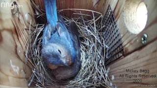 Bluebirds aggressively attack a Cowbird [upl. by Seena]