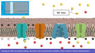 Detailed Animation on Action Potential [upl. by Ilenay]