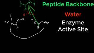 Protease Mechanisms [upl. by Jacinta]