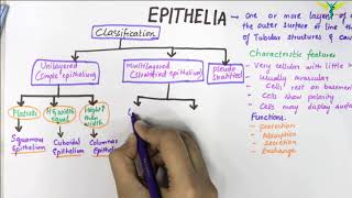 EPITHELIUM  Classification  Basic Histology [upl. by Reginald]