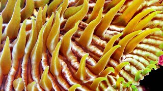 An introduction to cnidarians [upl. by Sille536]