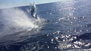 1100lb Blue Marlin Fishing GOLD COAST [upl. by Valentin]