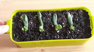 Step 3 How to Easy Propagate and grow and repotting quotCrassula Ovata Gollumquot [upl. by Nojed]