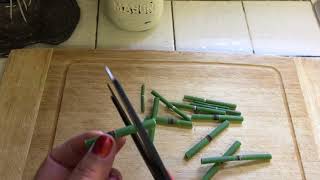 Horse tail plant Equisetum Hyemale Propagation from cuttings [upl. by Ydnahs]