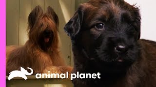 Persistent Briard Pup Tracks Down A Mysterious Stranger In His Yard  Too Cute [upl. by Jann]