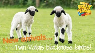 Twin Valais blacknose lambs [upl. by Alul]