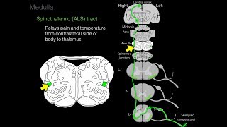 Foundational features of the brainstem [upl. by Slen391]