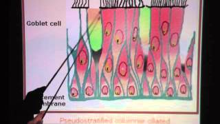 Pseudostratified Ciliated Columnar Epithelium [upl. by Niryt538]