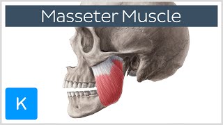 Masseter Muscle Origin Insertion Innervation amp Function  Anatomy  Kenhub [upl. by Enelad615]