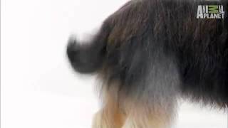 Dogs 101 Briard [upl. by Jolene28]