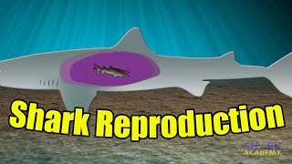 Shark Reproduction  SHARK ACADEMY [upl. by Alex]