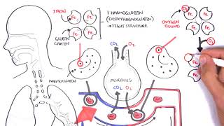 Oxygen  Haemoglobin Dissociation Curve  Physiology [upl. by Bassett158]