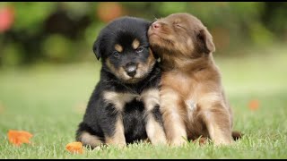 Peaceful Energetic Calming Puppies At Play With Soothing Relaxation Ambiance Classical Music [upl. by Africa251]