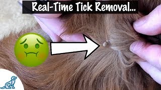 How To Take A Tick Off Your Dog  Professional Dog Training Tips [upl. by Eido]