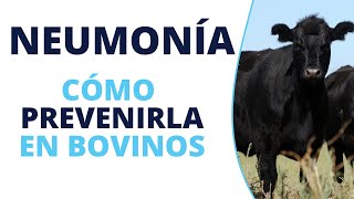 Cómo prevenir la neumonía en bovinos [upl. by Caffrey921]