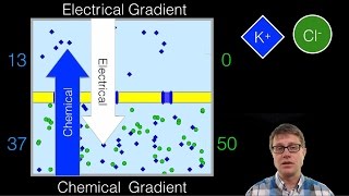 Electrochemical Gradient [upl. by Wasson]