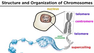 Chromosome Structure and Organization [upl. by Far308]