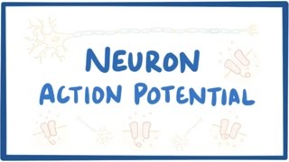 Neuron action potential  physiology [upl. by Zelde]