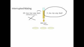 Bacterial Conjugation Analysis [upl. by Kopp]