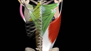 Teres Major Muscle  Actions  Origin amp Insertion [upl. by Carrelli186]