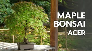 Japanese Maple Bonsai care Acer palmatum [upl. by Lennej]