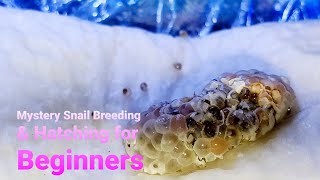 Mystery Snail Breeding amp Hatching for Beginners  Aquarium Breeding Tips [upl. by Garner]