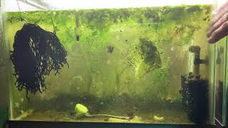 Scuds Daphnia Cherry Shrimp Copepods My aquatic food culture [upl. by Issirk]